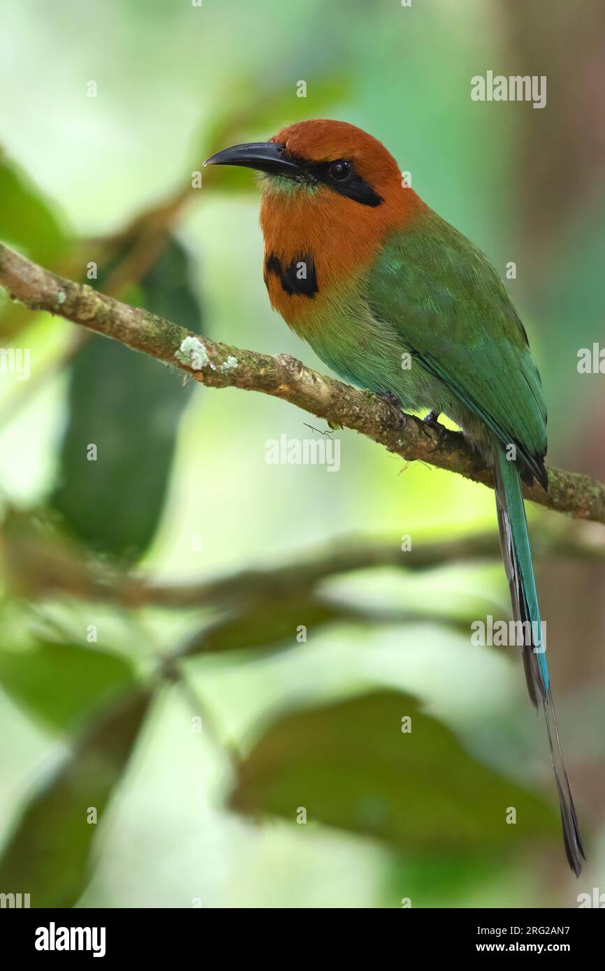 Breitschattenmot (Electron platyrhynchum), hoch oben auf einem Ast in einem Regenwald in Panama. Stockfoto