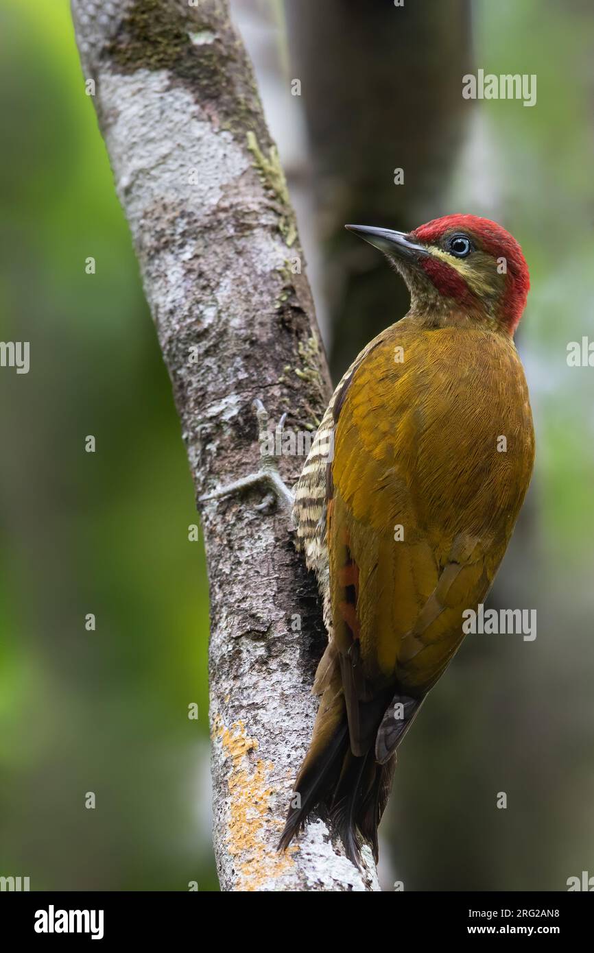 Der gestreifte Specht (Piculus callopterus) auf einem Ast in einem Regenwald in Panama. In feuchten Wäldern im panamaischen Zahn ist dies ungewöhnlich Stockfoto