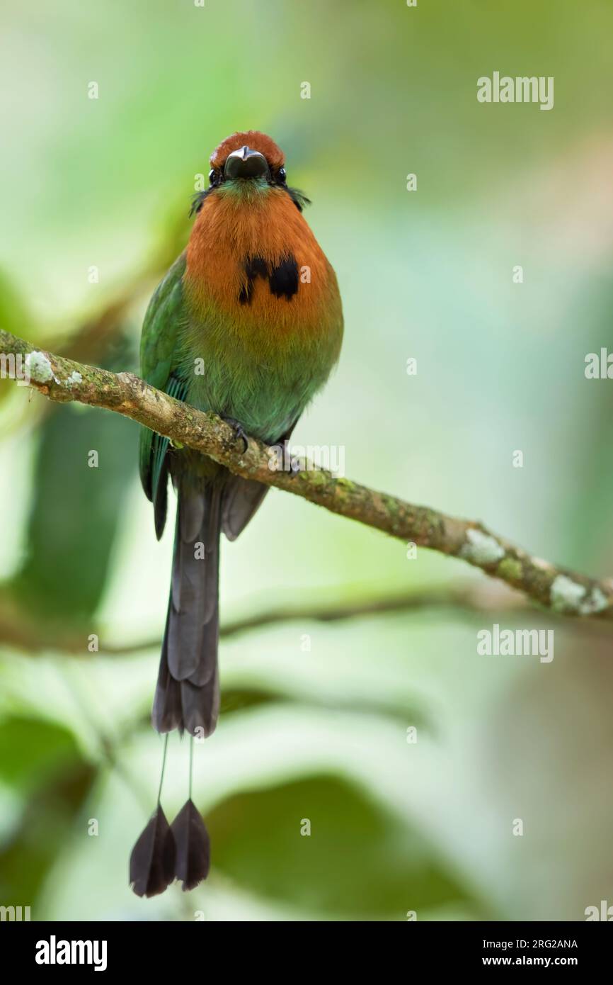 Breitschattenmot (Electron platyrhynchum), hoch oben auf einem Ast in einem Regenwald in Panama. Stockfoto