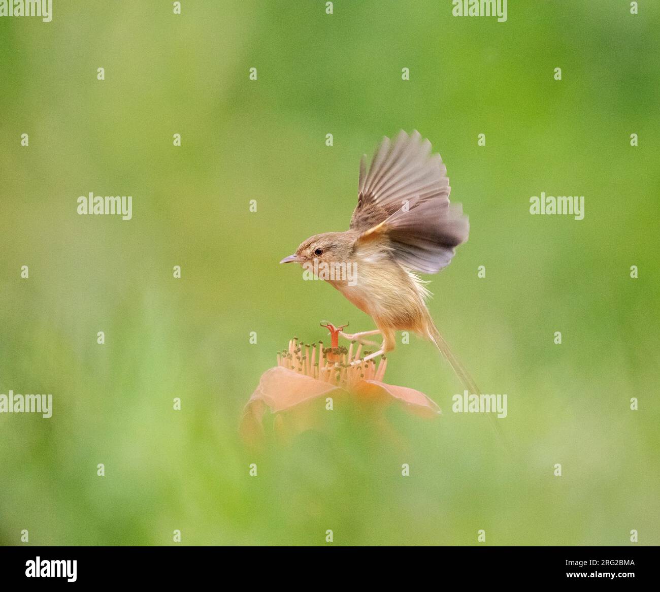 Prinia (Prinia inornata) in der Provinz Guangxi in der chinesisch-vietnamesischen Grenzregion. Stockfoto