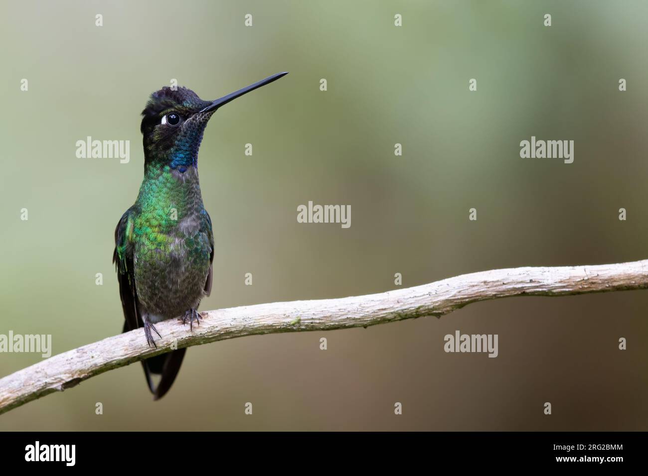 Talamanca Hummingbird (Eugenes spectabilis) hoch oben auf einem Ast in einem Regenwald in Panama. Auch bekannt als bewundernswerter Kolibri. Stockfoto