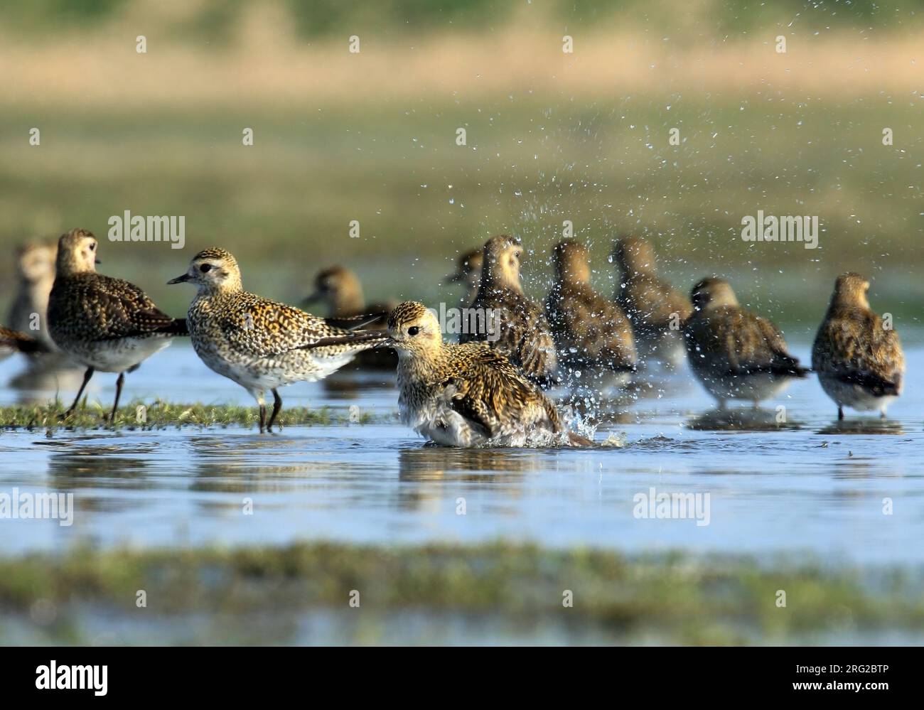 Een groepje goudplevieren in ondiep Wasser Ein Haufen europäischer Goldener Plover in flachem Wasser Stockfoto