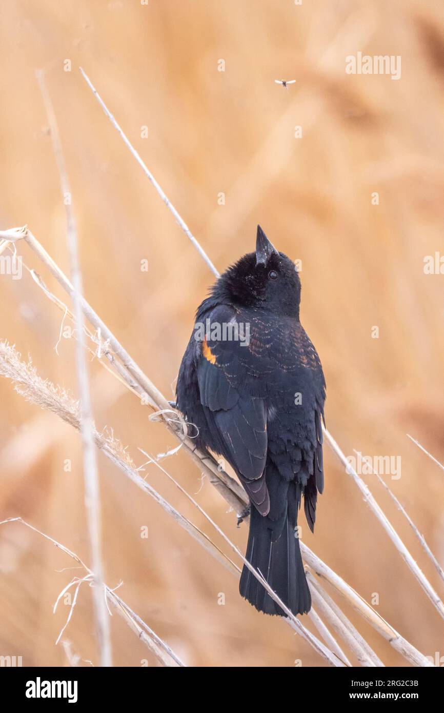 Rotflügel, Amsel; Agelaius phoeniceus, der im Schilf sitzt und eine kleine Fliege vorbeizieht. Hochformat. Stockfoto