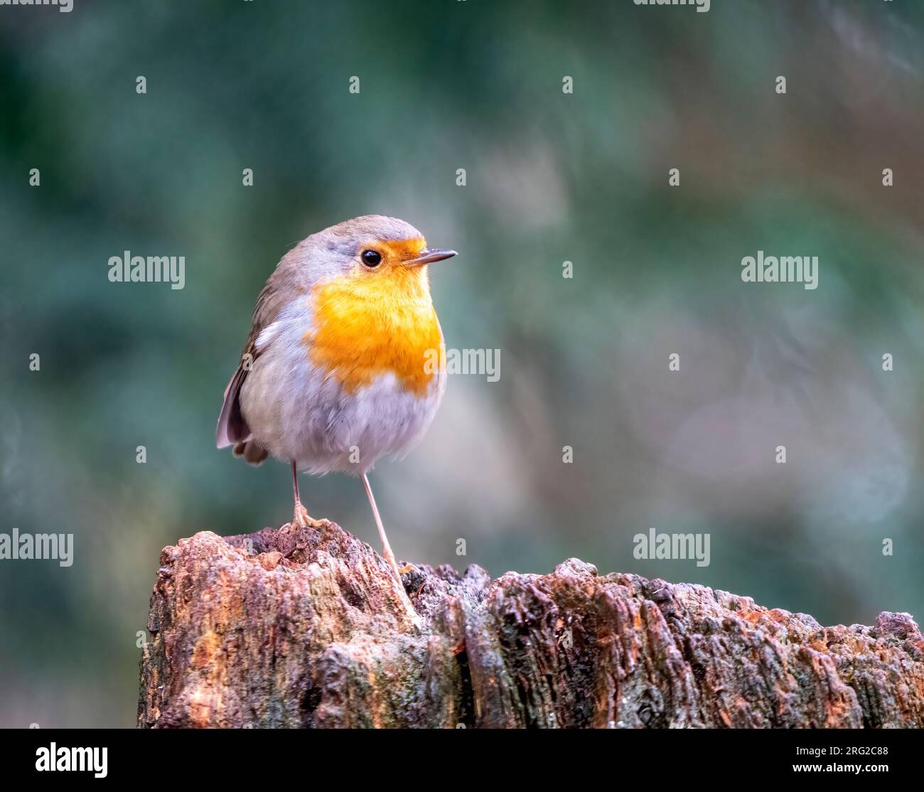 Europäischer Robin (Erithacus rubecula), Erwachsener auf einem Felsen Stockfoto