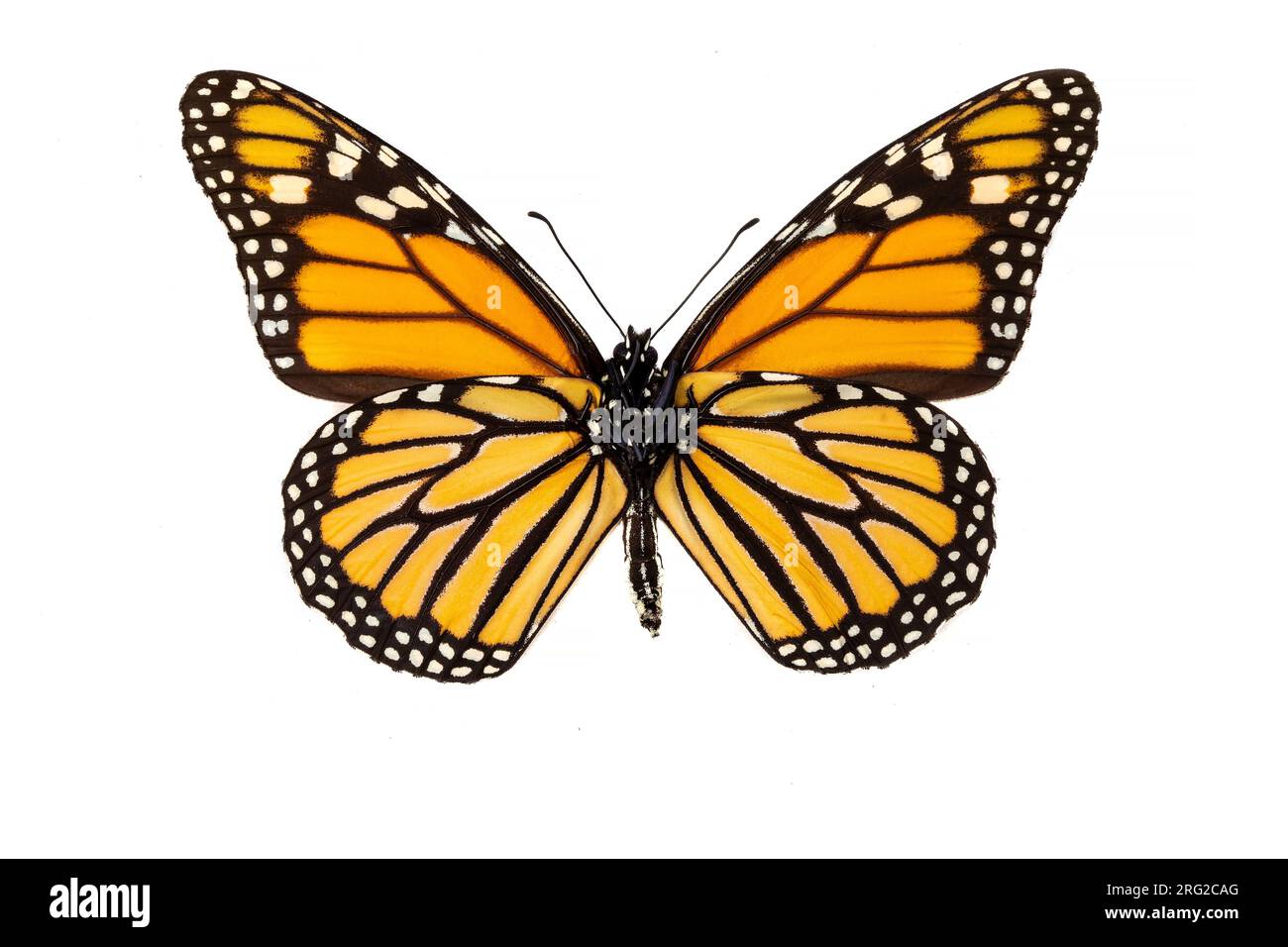 Amerikanischer Monarch, Monarchvlinder, Danaus Plexippus Stockfoto