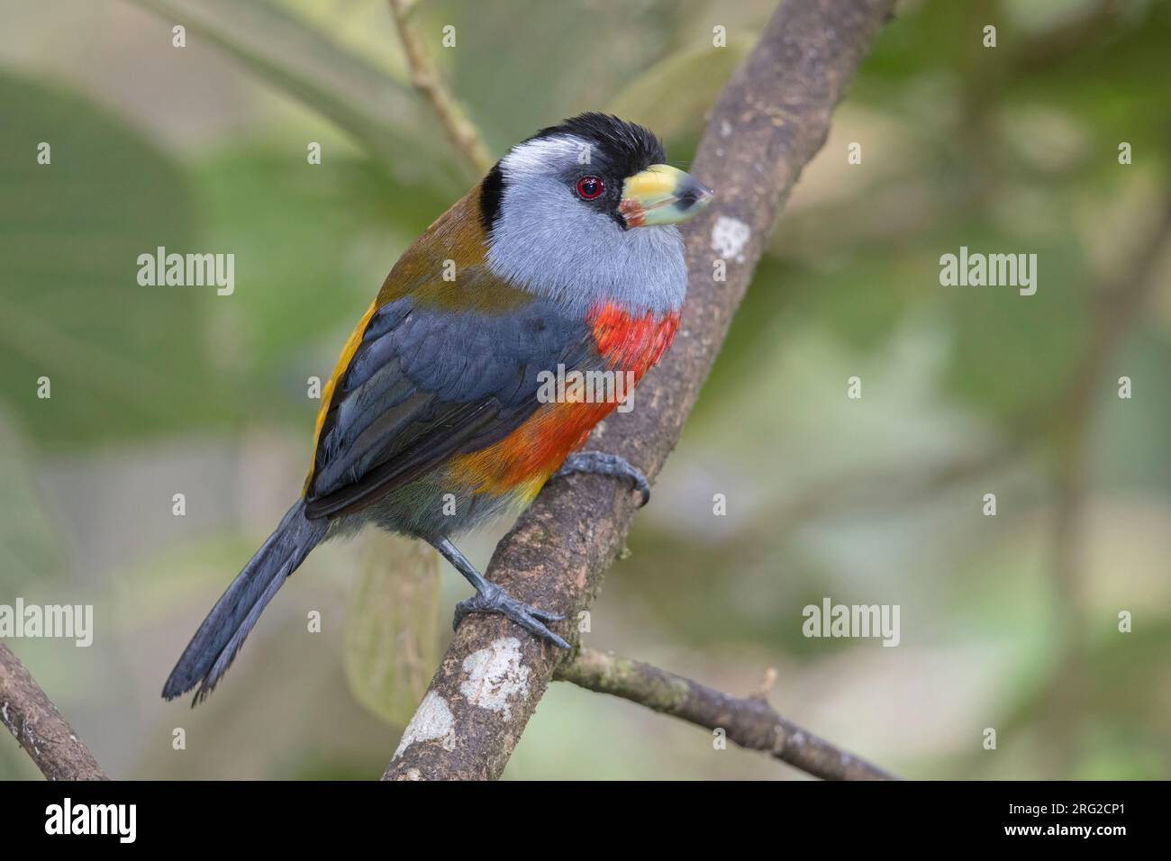 Toucan Barbet (Semnornis ramphastinus caucae) in Anchicaya, Kolumbien. IUCN-Status fast bedroht. Stockfoto