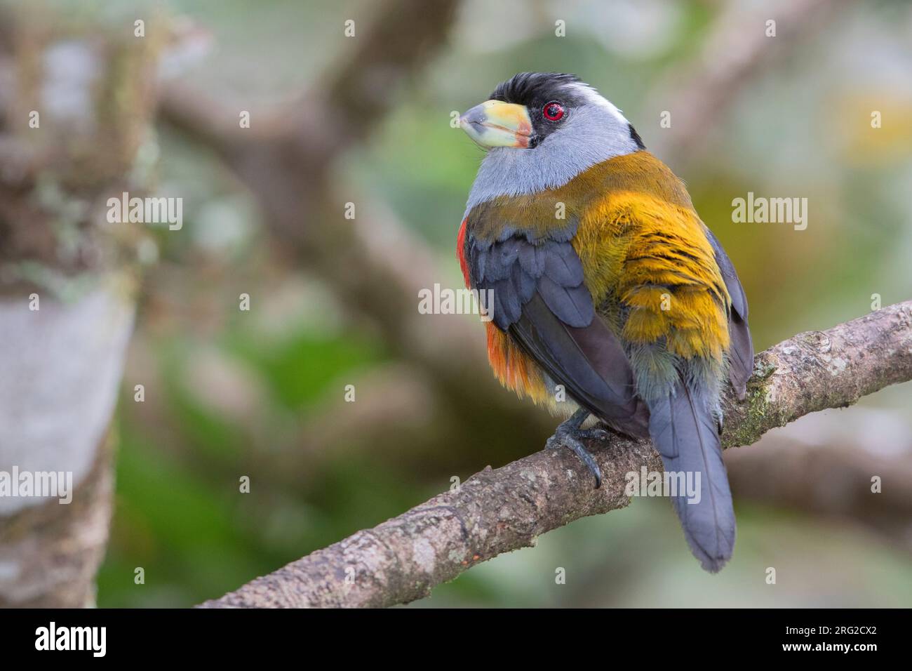 Toucan Barbet (Semnornis ramphastinus caucae) in Anchicaya, Kolumbien. IUCN-Status fast bedroht. Stockfoto