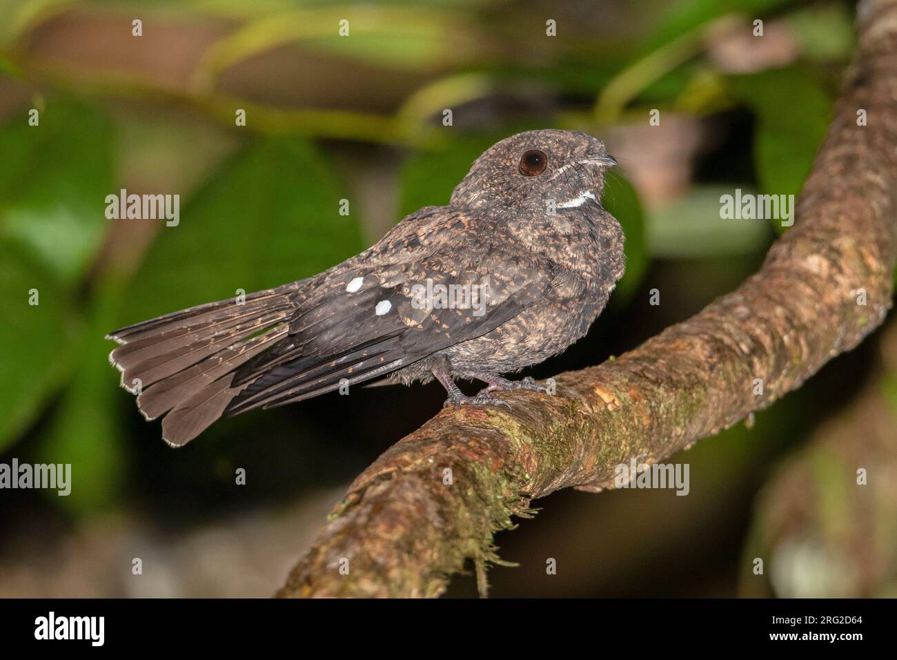 Choco Poorwill (Nyctiphrynus rosenbergi) in San Cipriano, Valle del Cauca, Kolumbien. IUCN-Status fast bedroht. Stockfoto