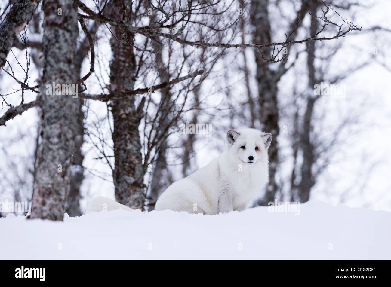 Porträt eines arktischen Fuchses, Vulpes lagopus, im Schnee. Polar Park, Bardu, Troms, Norwegen. Stockfoto