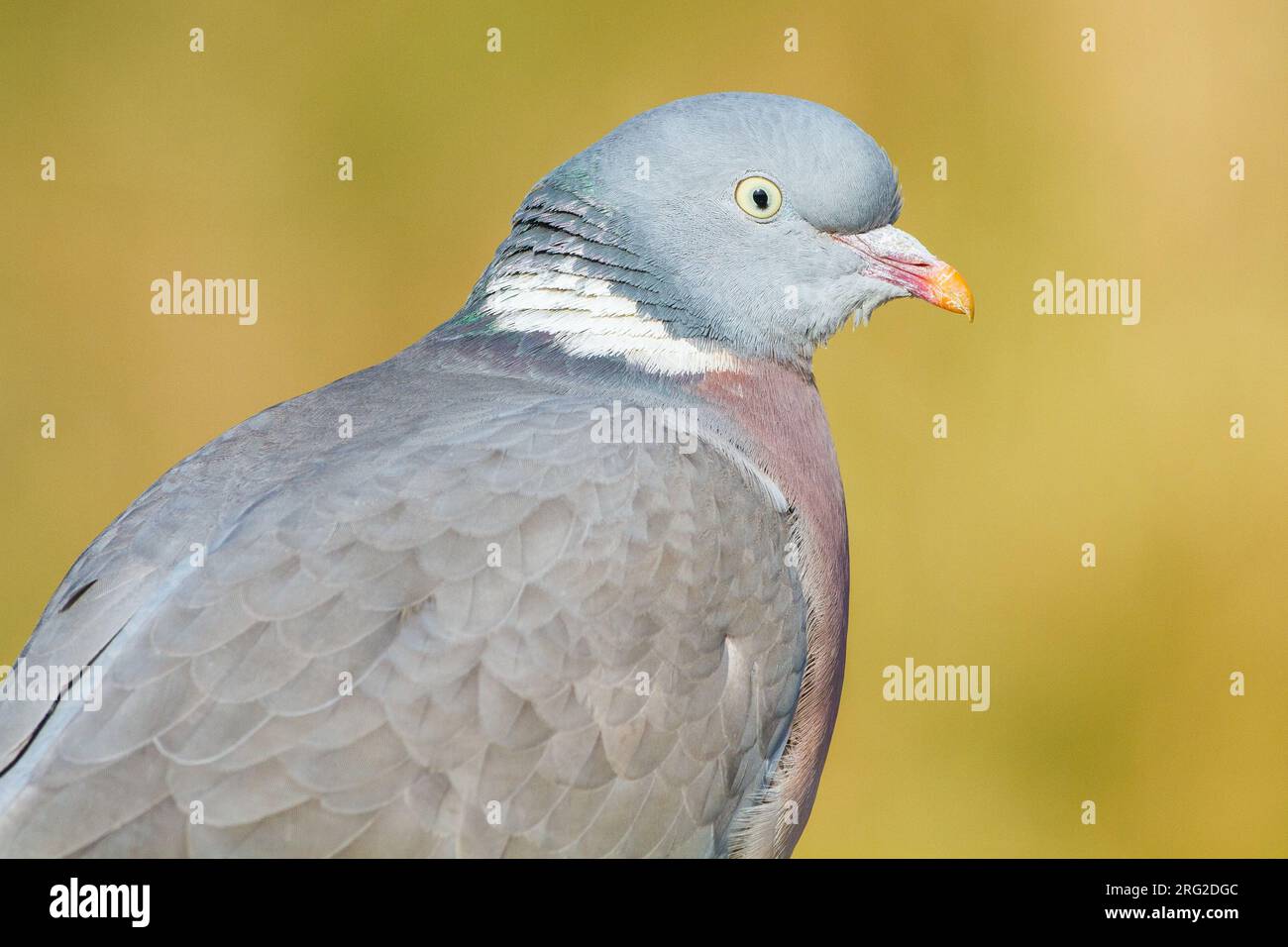 Houtduif, gemeinsame Ringeltaube, Columba Palumbus Stockfoto