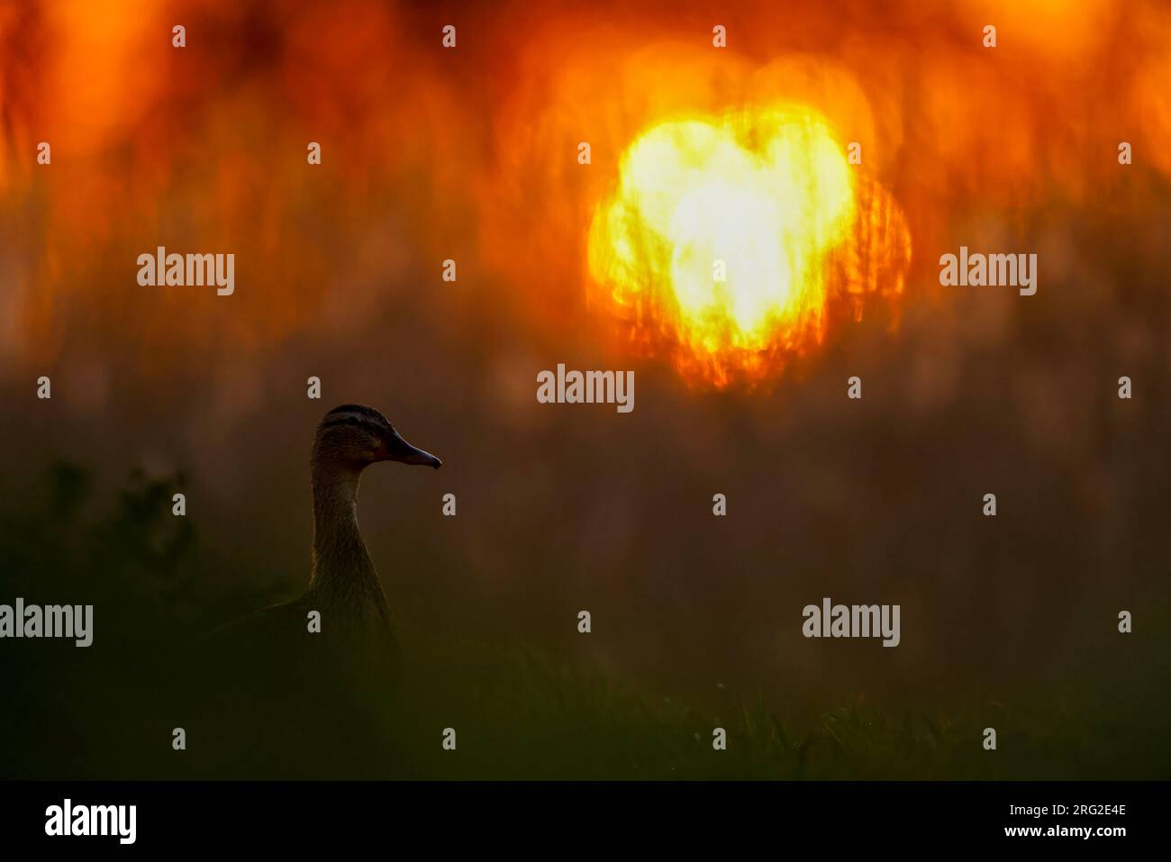 Mallard mit Morgenlicht Stockfoto