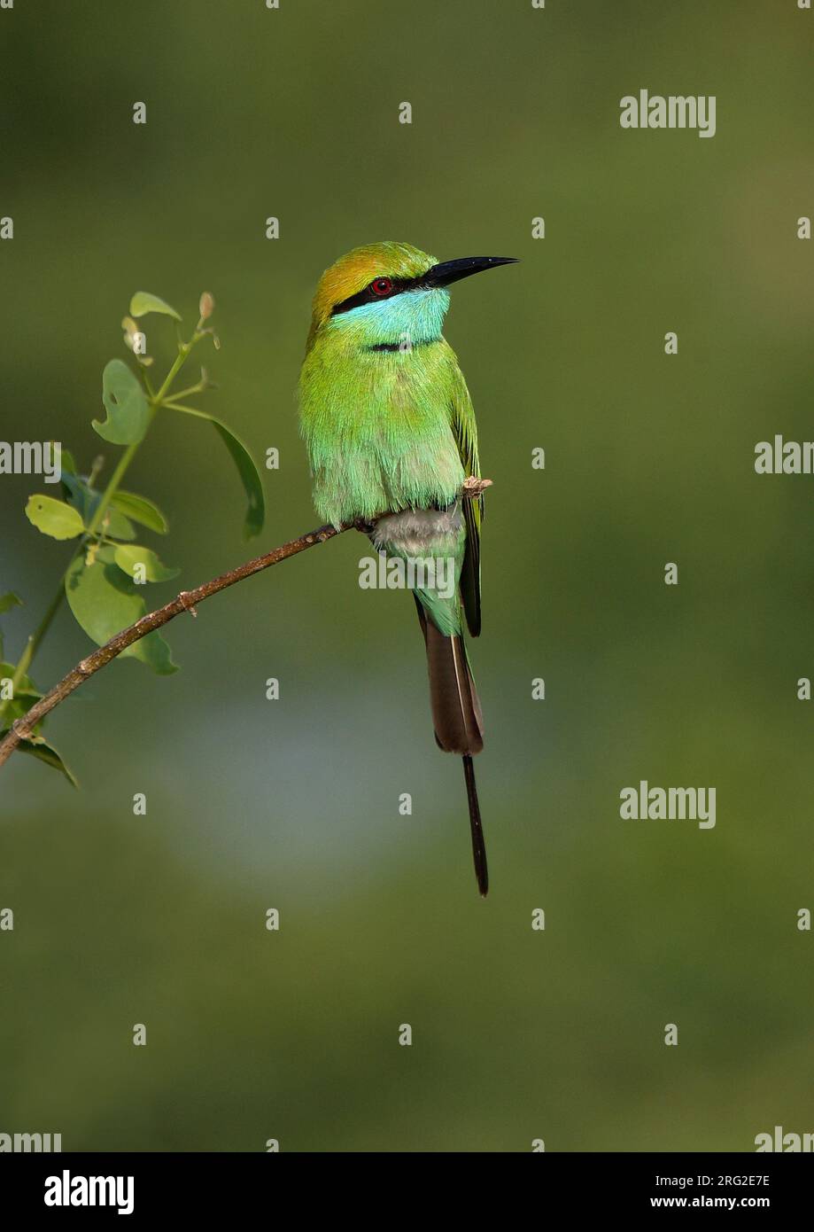 Kleiner grüner Bienenfresser (Merops orientalis) Erwachsener, der auf einem Ast thront Stockfoto