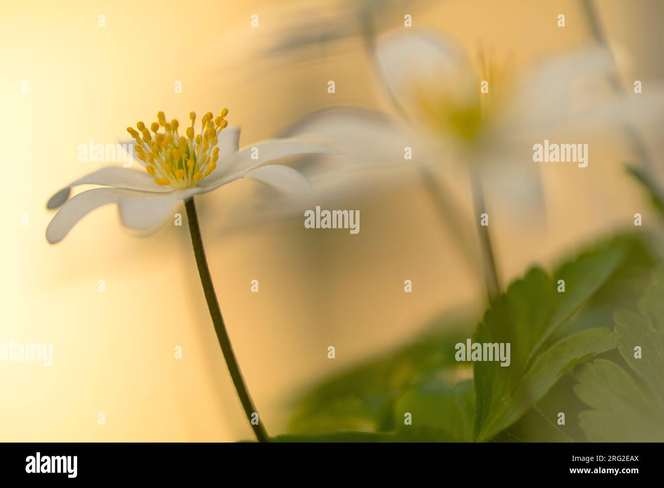 In der Nähe von Buschwindröschen Blumen Stockfoto