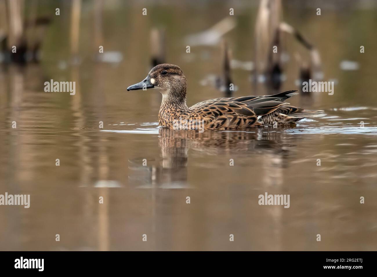 Baikal Teal (Sibirionetta formosa) schwimmt auf einem Teich in Lille, Antwerpen, Belgien. Stockfoto