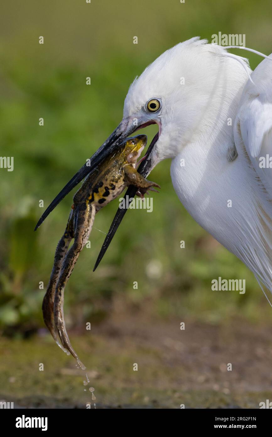 Kleiner Reiher (Egretta garzetta), Nahaufnahme eines Erwachsenen, der einen Frosch isst, Kampanien, Italien Stockfoto