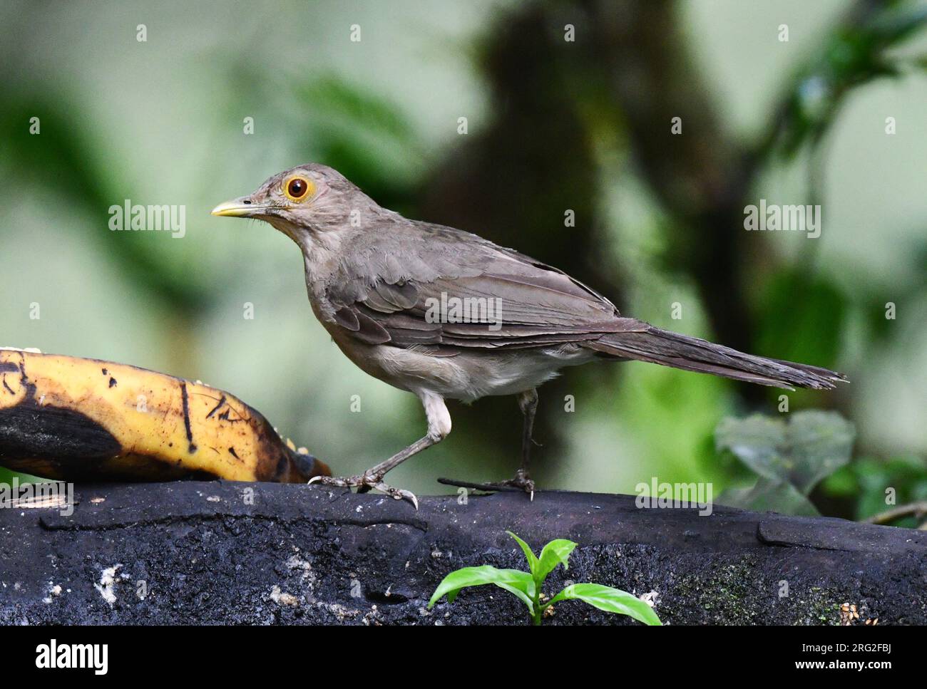 Ecuadorianischer Strauch (Turdus maculirostris) am westlichen Andenhang Ecuadors. Früher als Unterart der Spectacled Soor oder Gelbäugigen angesehen Stockfoto