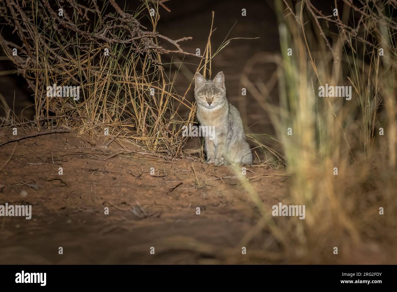 Afrikanische Wildkatze (Felis lybica lybica) in Ouadane, Adar, Mauretanien. Stockfoto