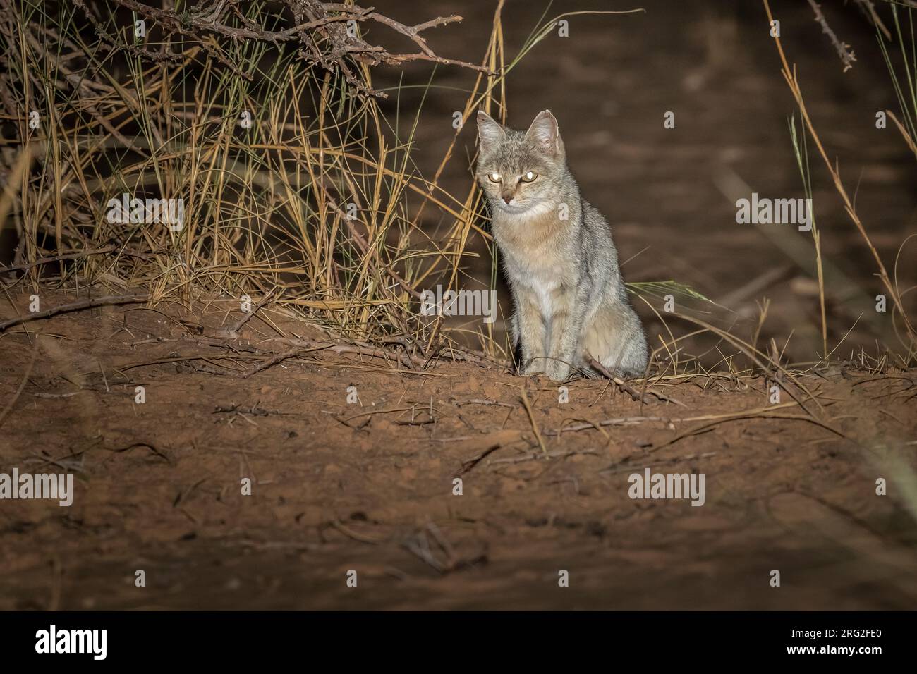 Afrikanische Wildkatze (Felis lybica lybica) in Ouadane, Adar, Mauretanien. Stockfoto