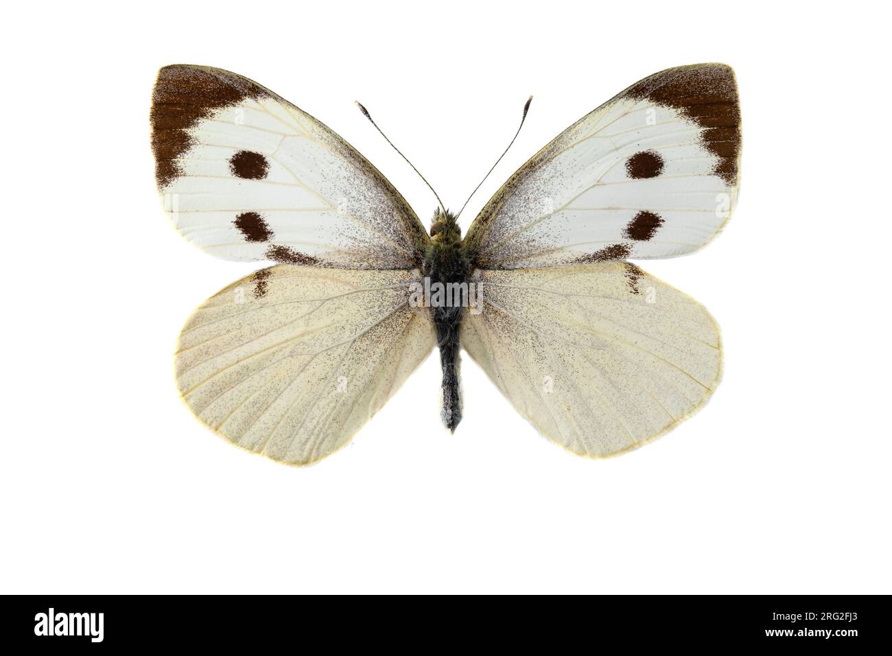Groot koolwitje, Large White, Pieris brassicae Stockfoto