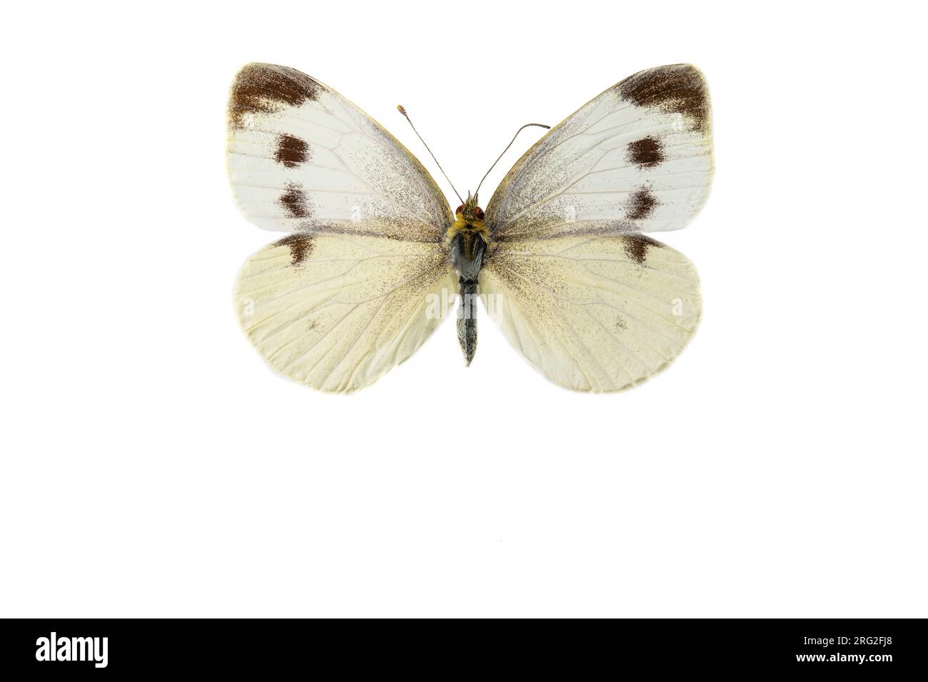 Scheefbloemwitje, Southern Small White, Pieris mannii Stockfoto