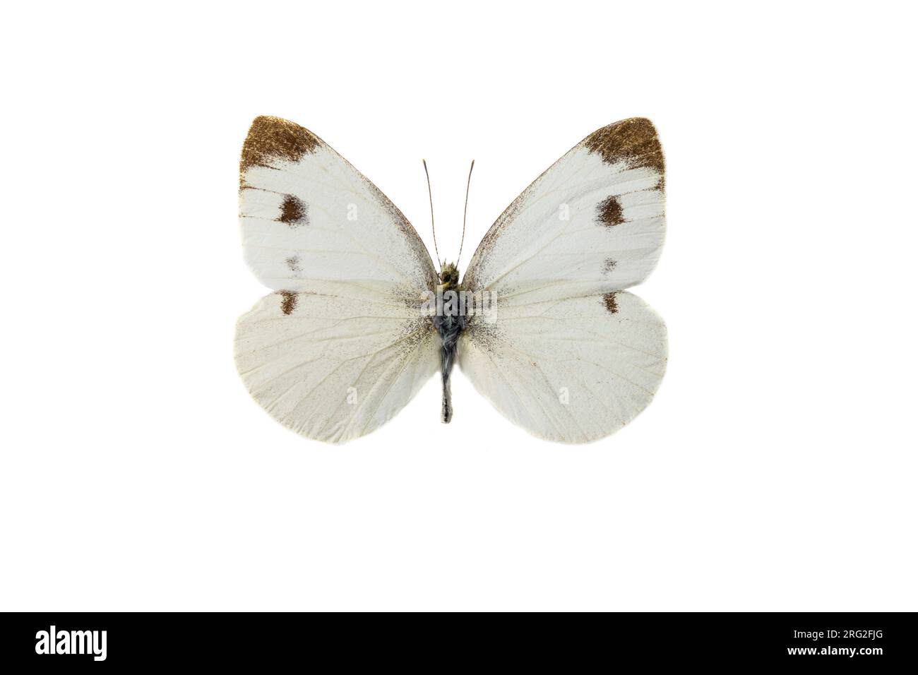 Scheefbloemwitje, Southern Small White, Pieris mannii Stockfoto