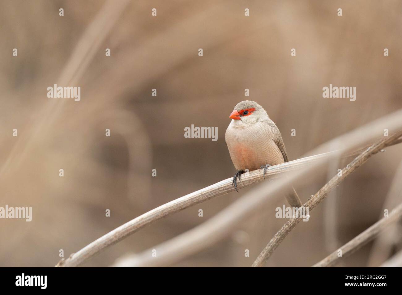 Gemeine Wachsfigur (Estrilda astrild), hoch oben auf einem Blatt Vegetation, auf der Insel Santiago, Kap Verde. Stockfoto