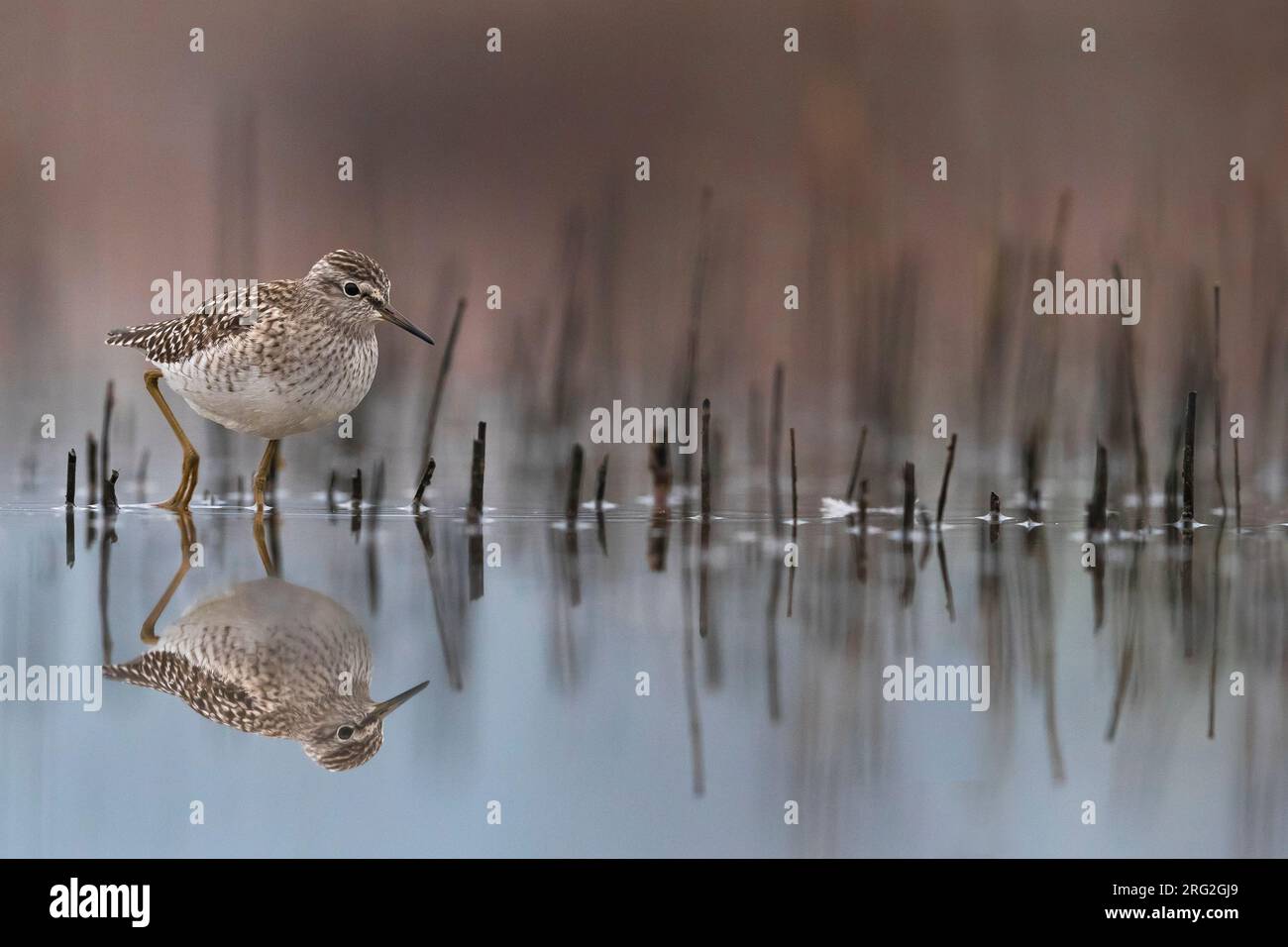 Bruchwasserläufer; Tringa glareola Stockfoto