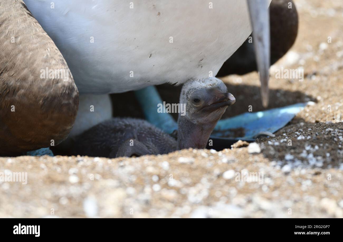 Blaufüßiger Baby-Muschel (Sula nebouxii) auf den Galapagos-Inseln. Überprüfen Sie, ob die Mutter auf den Füßen des Elternteils ruht. Stockfoto