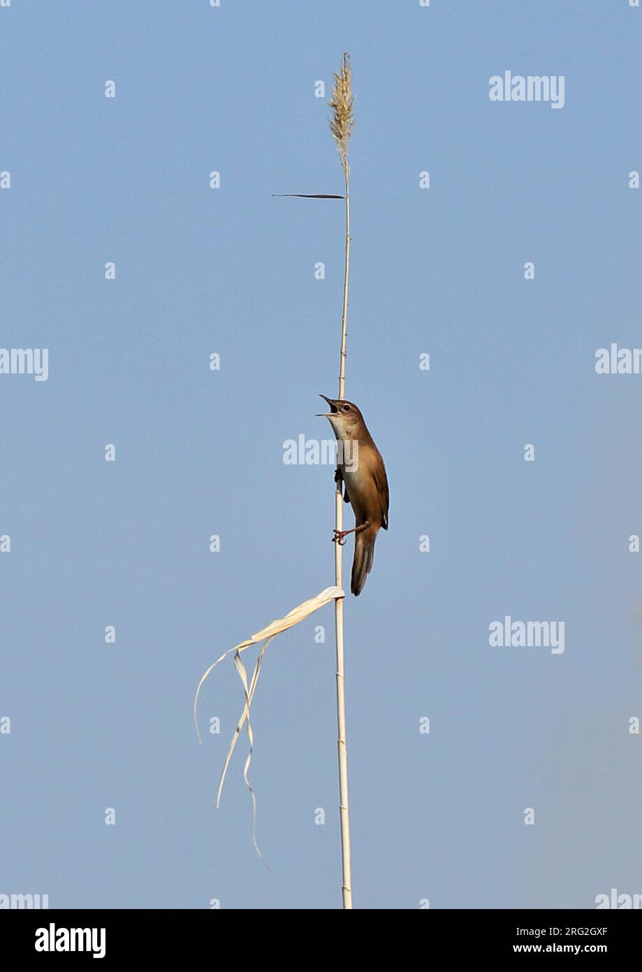 Savi-Walmler (Locustella luscinioides ssp. Fusca), der auf Schilf singt Stockfoto