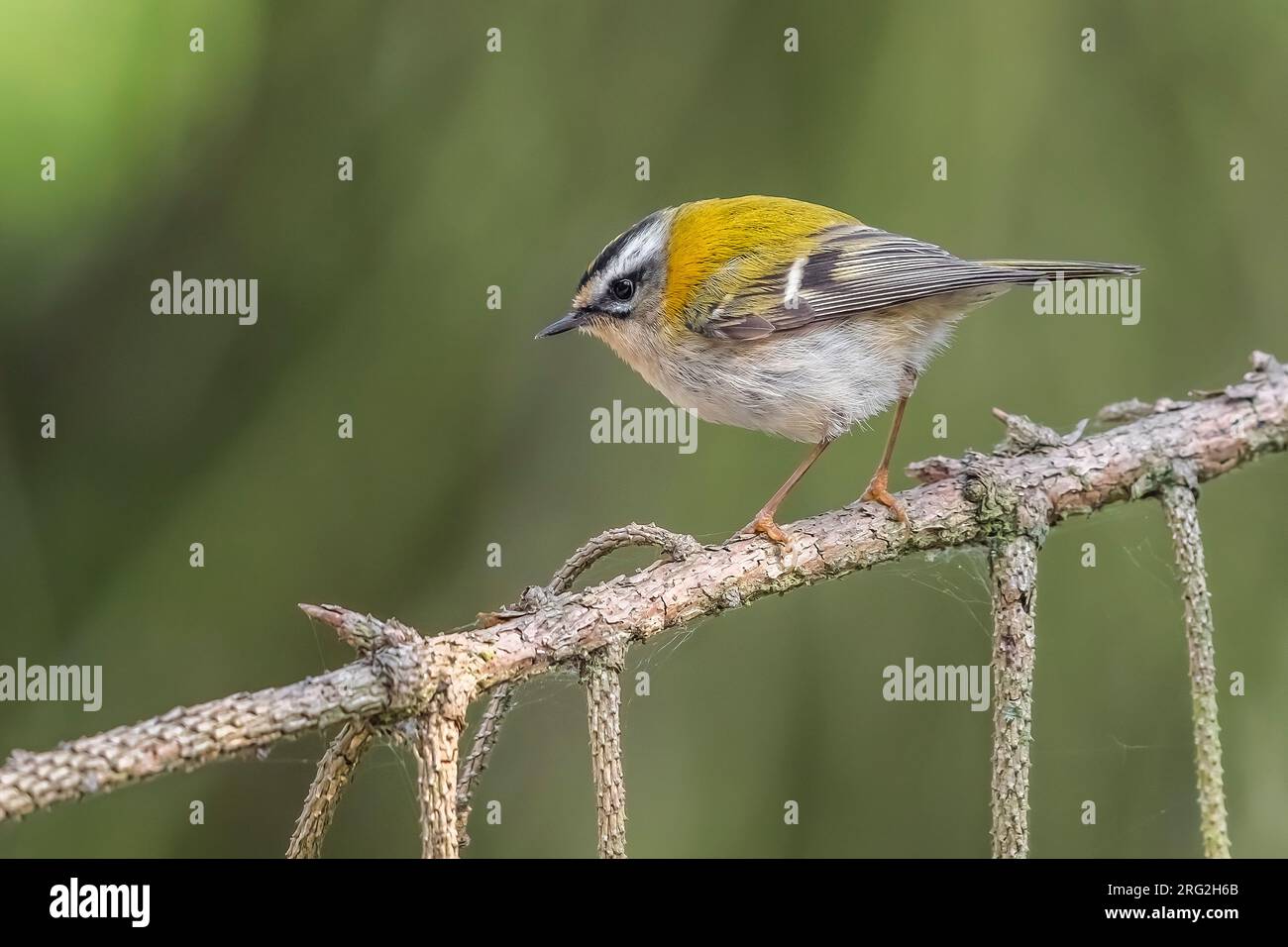 Männlicher Erwachsener Gemeiner Feuerrekruste (Regulus ignicapilla ignicapilla) auf einer Kiefer in Watermael-Boitsfort, Brüssel, Berbant, Belgien. Stockfoto