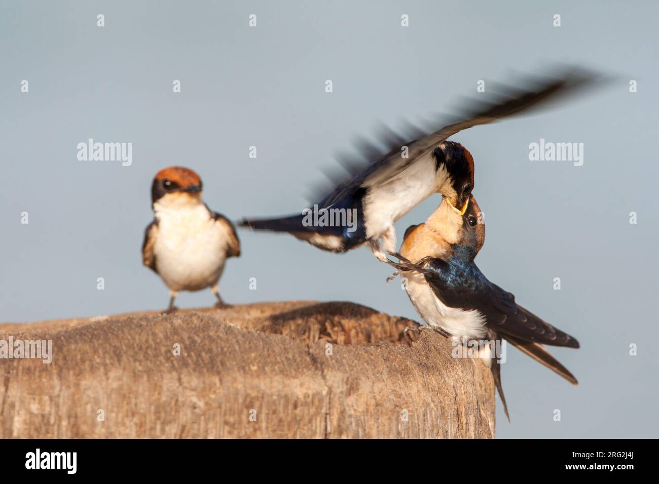 African Wire-tailed Swallow (Hirundo smithii smithii) in Gambia. Erwachsene füttern ihre Jungen. Stockfoto
