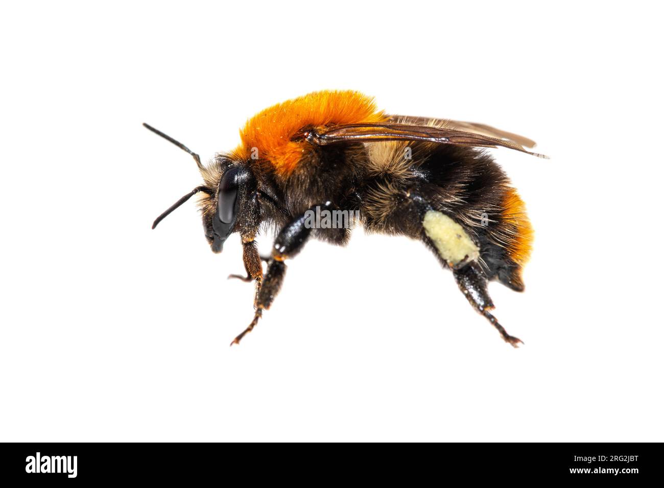 Carder Bee, Akkerhommel, Bombus pascuorum Stockfoto