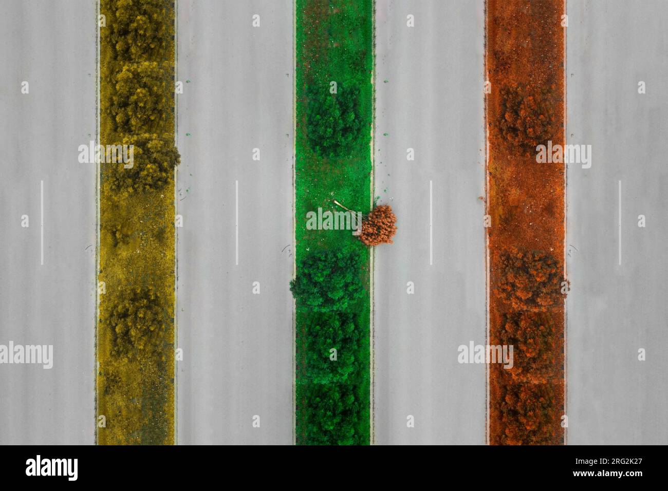 Ein einsamer Baum, der auf dem Bürgersteig zerbrochen liegt, mit einer saisonalen Farbpalette Stockfoto