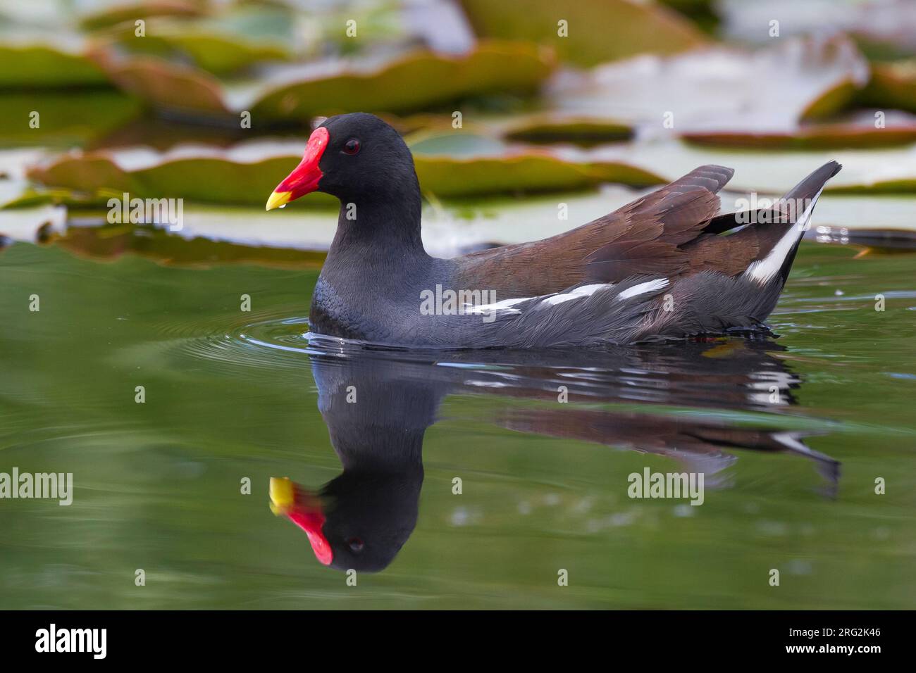 Waterhoen ; gemeinsame Moorhuhn Stockfoto