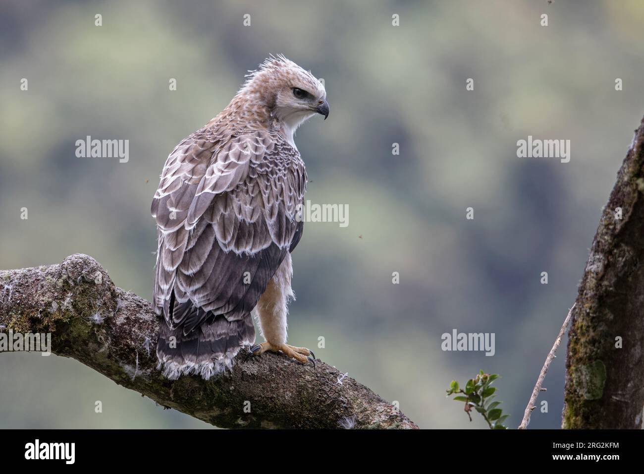 Ein unreifer Schwarzkastanienadler (Spizaetus isidori) in der , Kolumbien. IUCN-Status „gefährdet“. Stockfoto