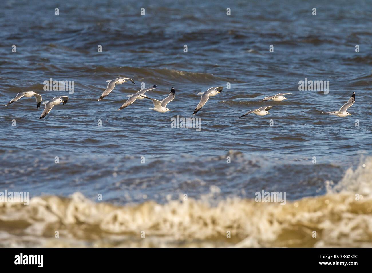 Sturmmeeuw, Möwe, Larus Canus Herde von Erwachsenen und erster Sommer auf Wanderung über die Meeresoberfläche Stockfoto