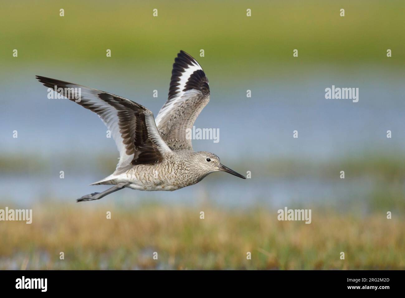 Adult Willet (Tringa semipalmata) im Küstengebiet von Galveston County, Texas, USA, während der Frühlingswanderung. Tief über dem Sumpf. Stockfoto