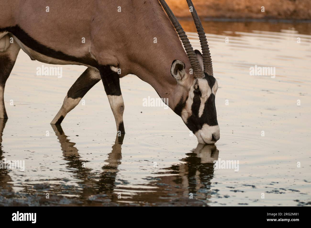 Nahaufnahme eines Gemsbocks, Oryx gazella, der an einem Wasserloch trinkt. Central Kalahari Game Reserve, Botswana. Stockfoto