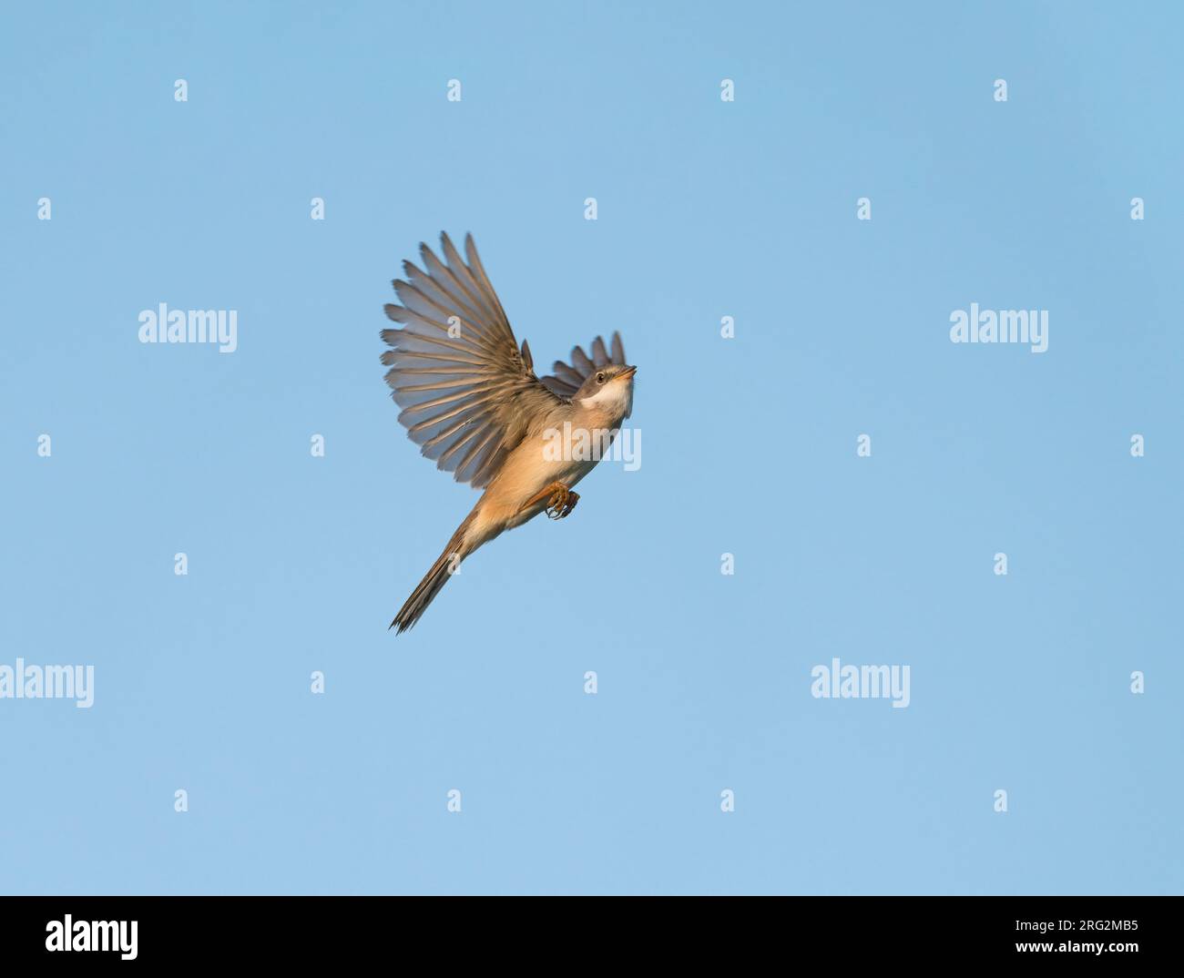 Gesang und Darstellung des erwachsenen männlichen Gemeinen Weißen Kehlkopf (Sylvia communis) im Song-Flug, Schauspiel Flug in blauem Himmel Stockfoto