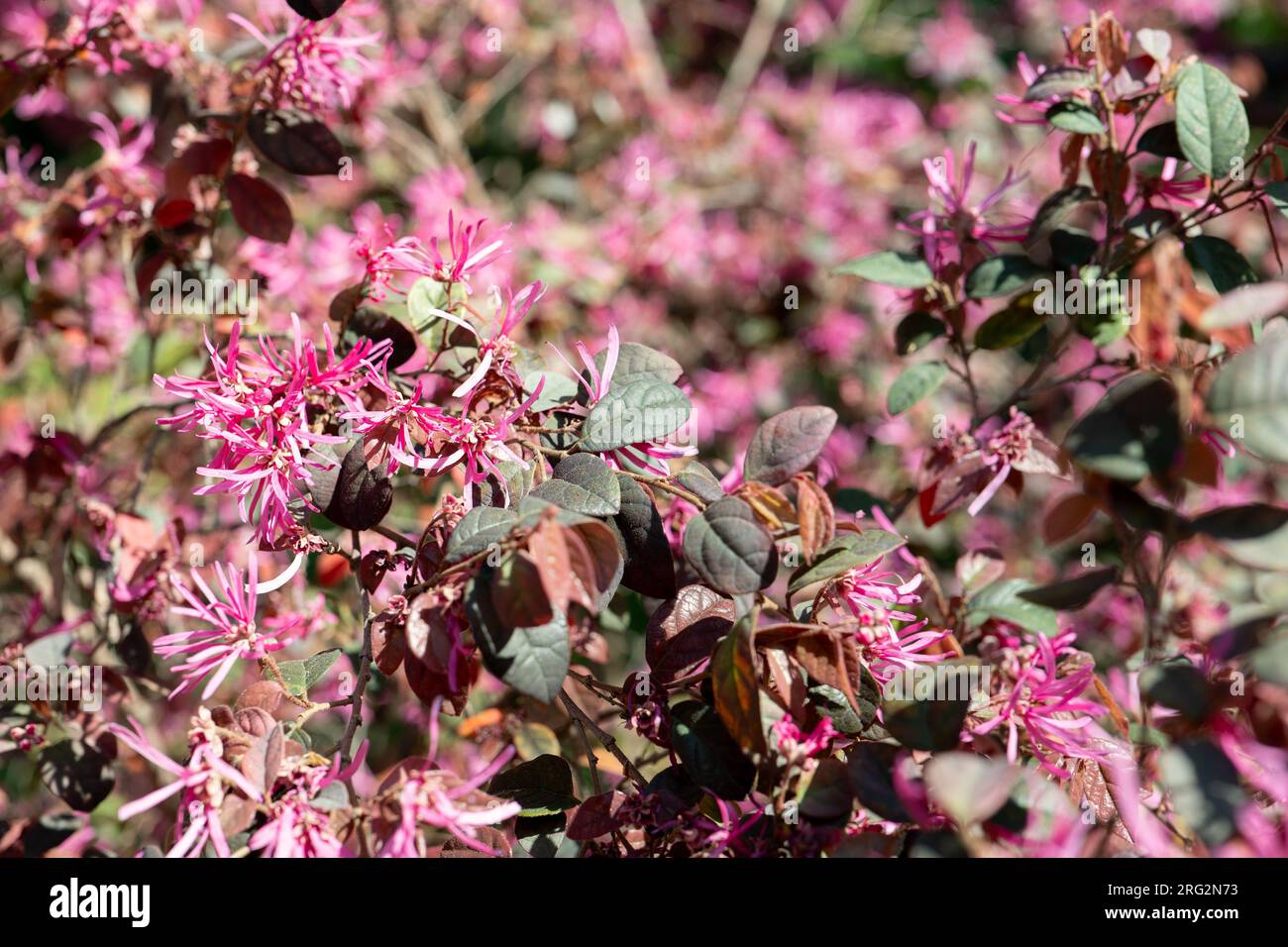 Chinesische Fransenblume (Loropetalum chinense), auch bekannt als Pipa Red, mit lila rosa Farbe im botanischen Garten Stockfoto