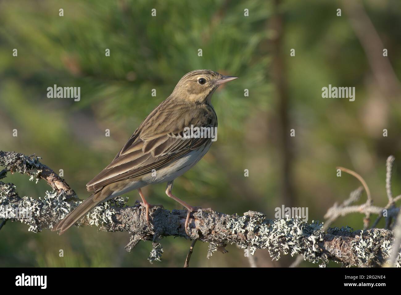 Baumpfeife (Anthus trivialis trivialis), ausgewachsener Vogel auf einem grünen Ast, Finnland Stockfoto