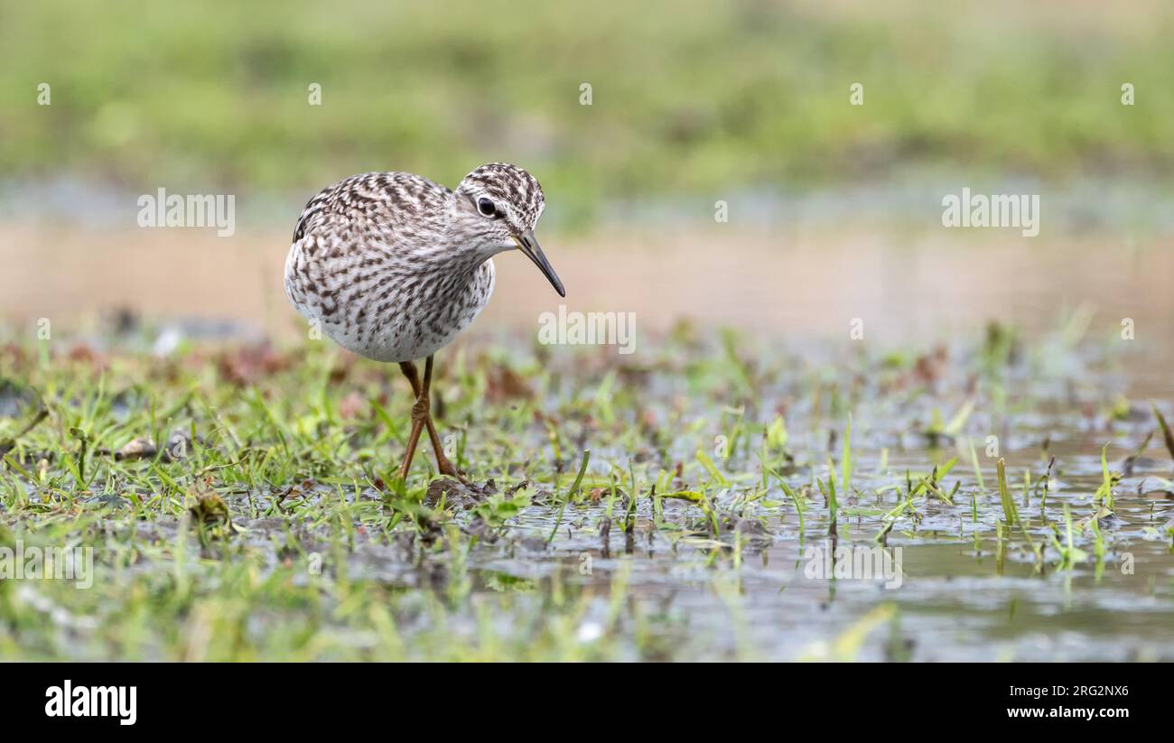 Wood, Sandpiper, Tringa glareola auf der Suche nach Insekten Stockfoto