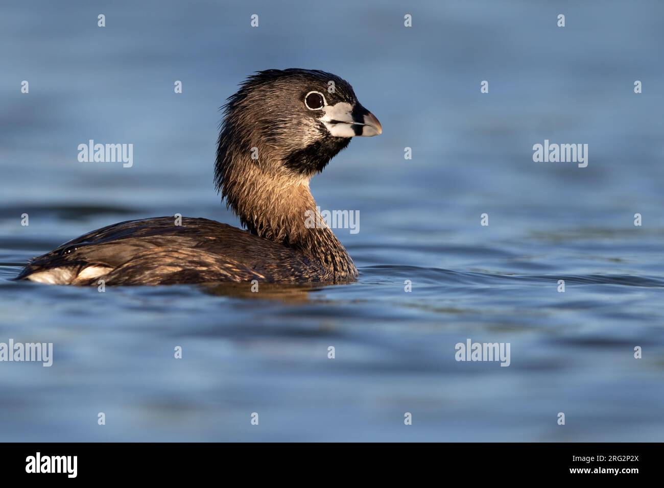 Erwachsener Rattenschwanz (Podilymbus podiceps), der in einem See in Nordamerika schwimmt. Stockfoto