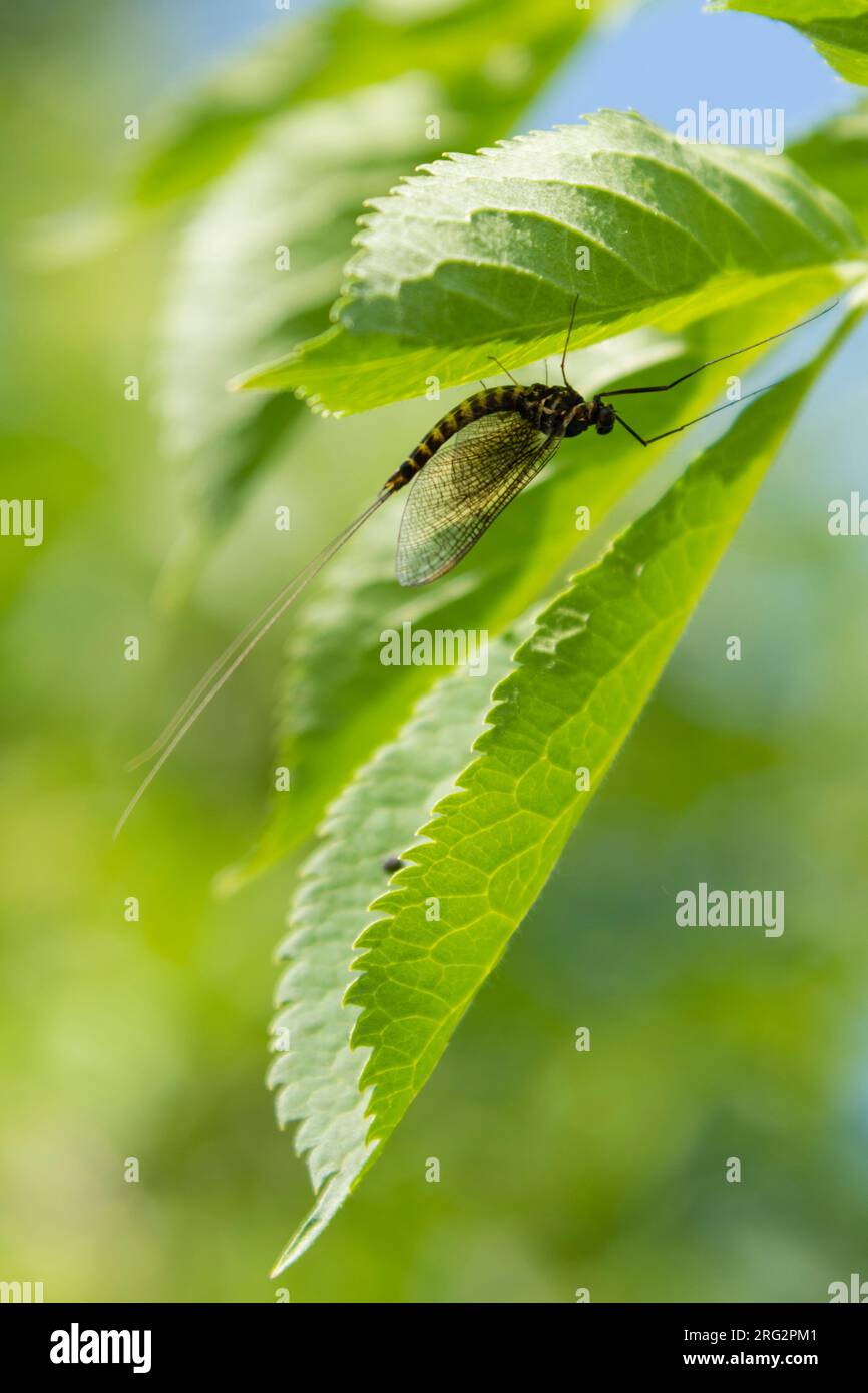 Nahaufnahme einer Mayfly, Ephemera vulgaris, auf einem Blatt nach dem Häuten. Markovec, Innerer Krain, Slowenien Stockfoto