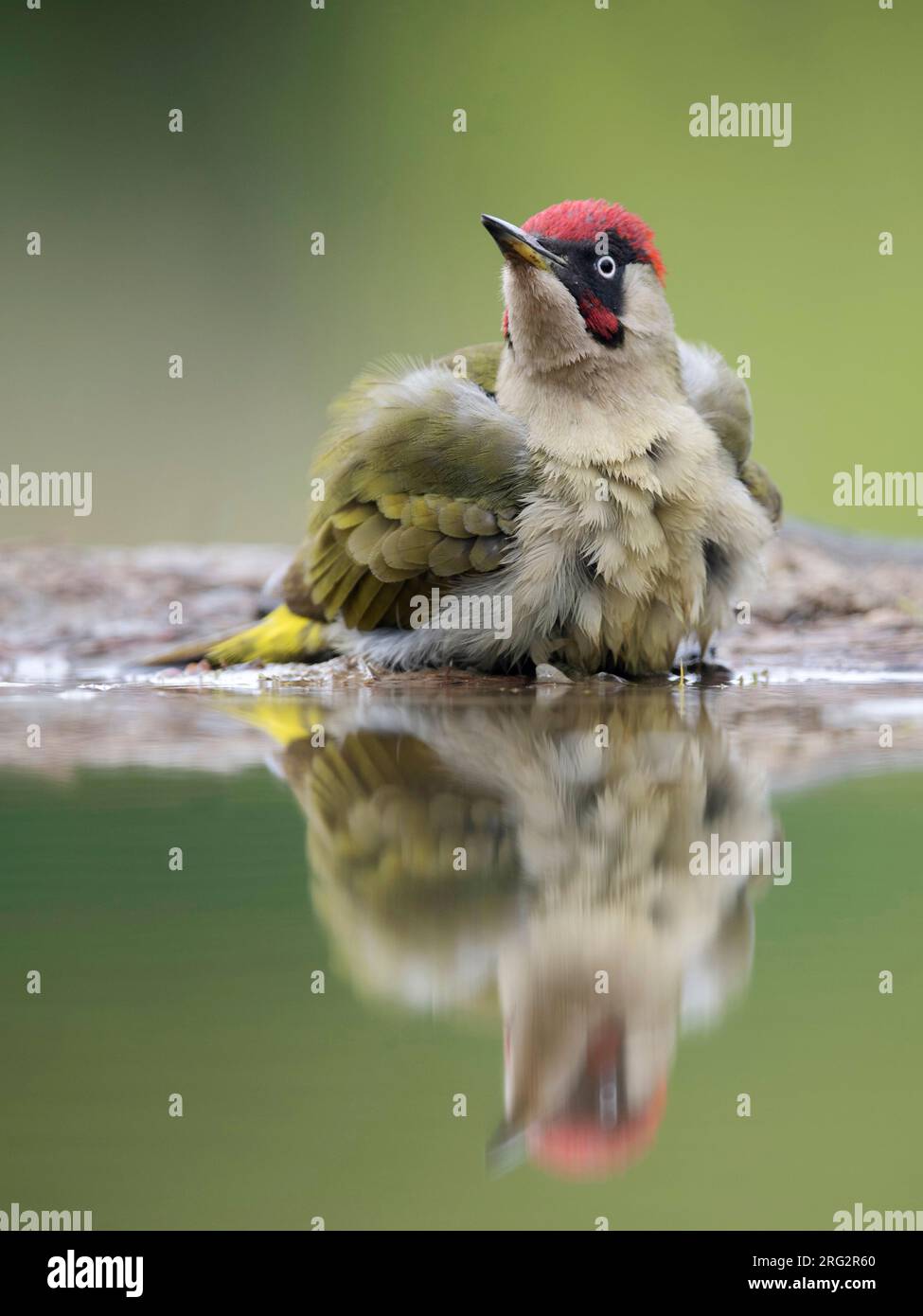 European Green Woodpecker (Picus viridis) in den Niederlanden. Am Wasserrand. Stockfoto