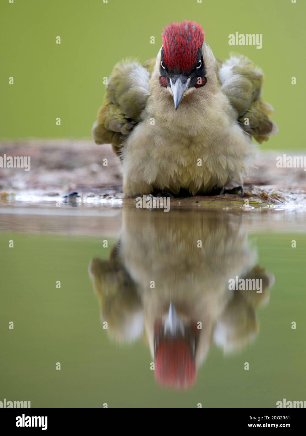 Erwachsener Europäischer grüner Woodpecker (Picus viridis) in den Niederlanden. Am Wasserrand. Stockfoto