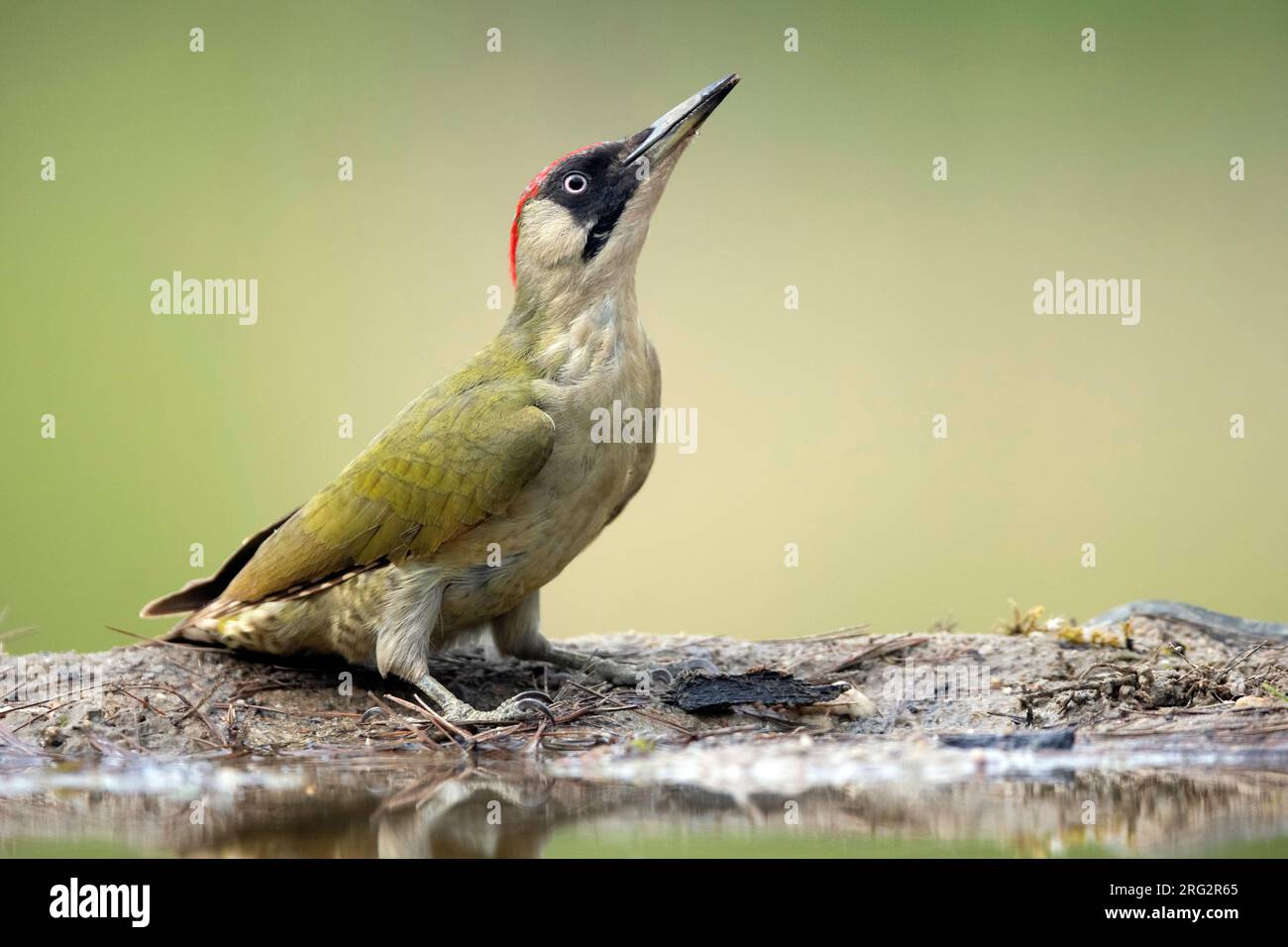 Erwachsener Europäischer grüner Woodpecker (Picus viridis) in den Niederlanden. Am Wasserrand. Stockfoto