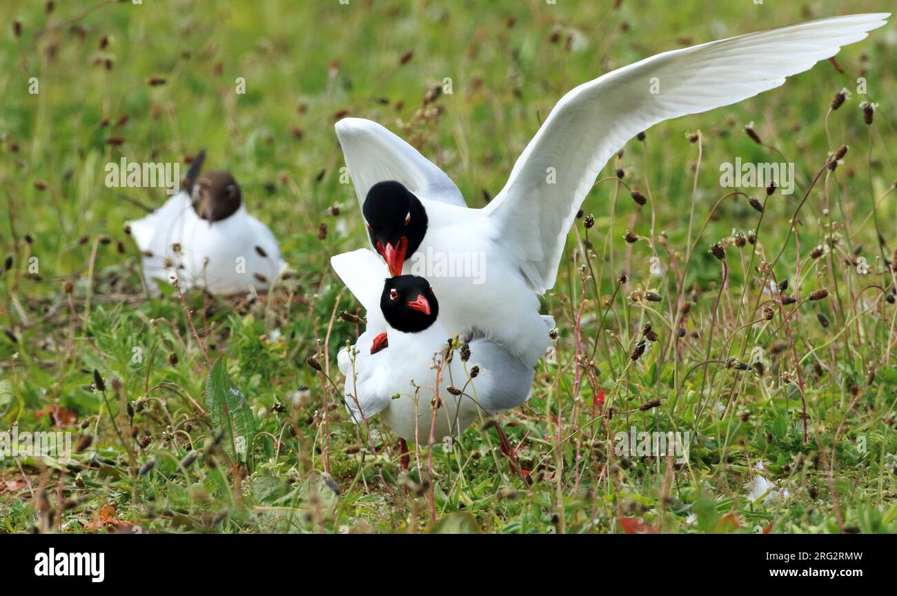 Parende zwartkopmeeuwen op de Sassenplaat in het Hollandsch Diep Paating Mediterranean Gulls in der Sassenplaat in den Niederlanden Stockfoto