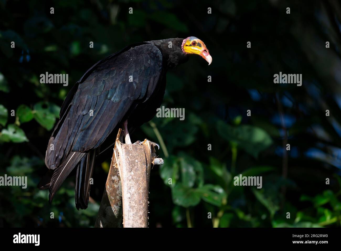 Eine seltene Nahaufnahme dieser atemberaubenden südamerikanischen Geierart namens Greater Yellow Head Vulture, die entlang der Straße zur Villa Carmen in Peru gedreht wird. Stockfoto