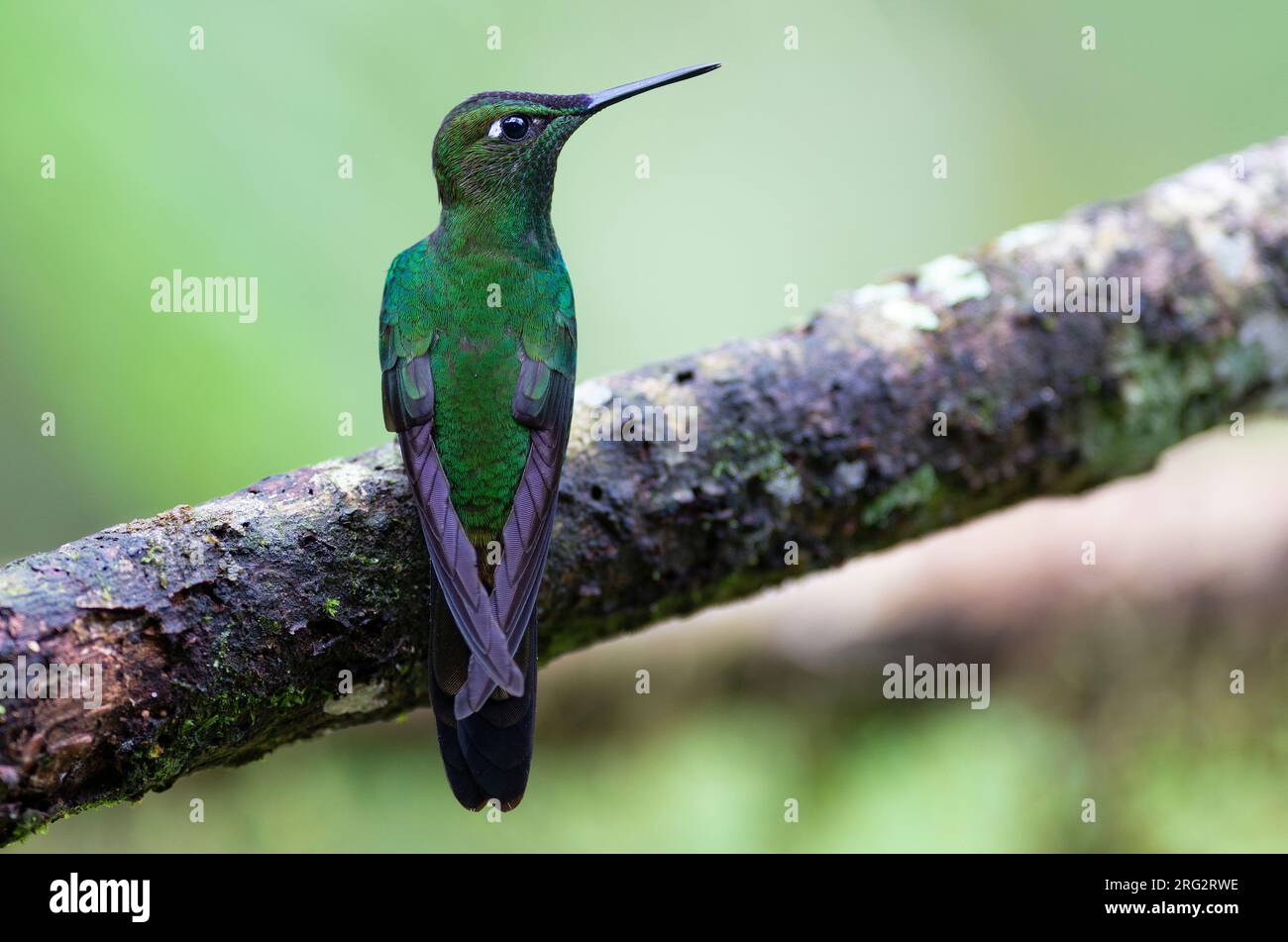 Eine Brillante mit Violetfront (Heliodoxa leadbeateri) posiert auf einem Baumstamm, der sein tiefgrünes Gefieder zeigt. Stockfoto